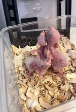 #3 / HATCH 4-15-25- CAIQUE- YELLOW THIGHED *MOST RARE OF THE 3 SUBSPECIES