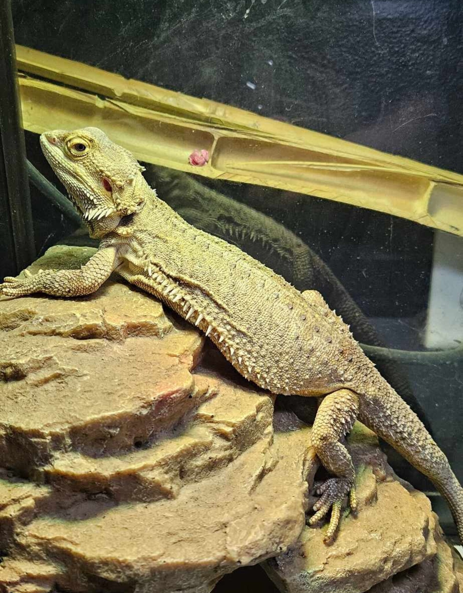 BEARDED DRAGON- KERIMIE- MALE- 5-02-25- ADOPTION- ***  ADOPTIONS HAPPEN IN PERSON, NOT ONLINE