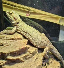 BEARDED DRAGON- KERIMIE- MALE- 5-02-25- ADOPTION- ***  ADOPTIONS HAPPEN IN PERSON, NOT ONLINE