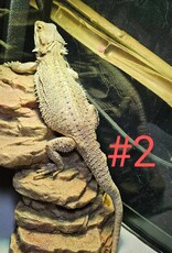 BEARDED DRAGON- KERIMIE- MALE- 5-02-25- ADOPTION- ***  ADOPTIONS HAPPEN IN PERSON, NOT ONLINE