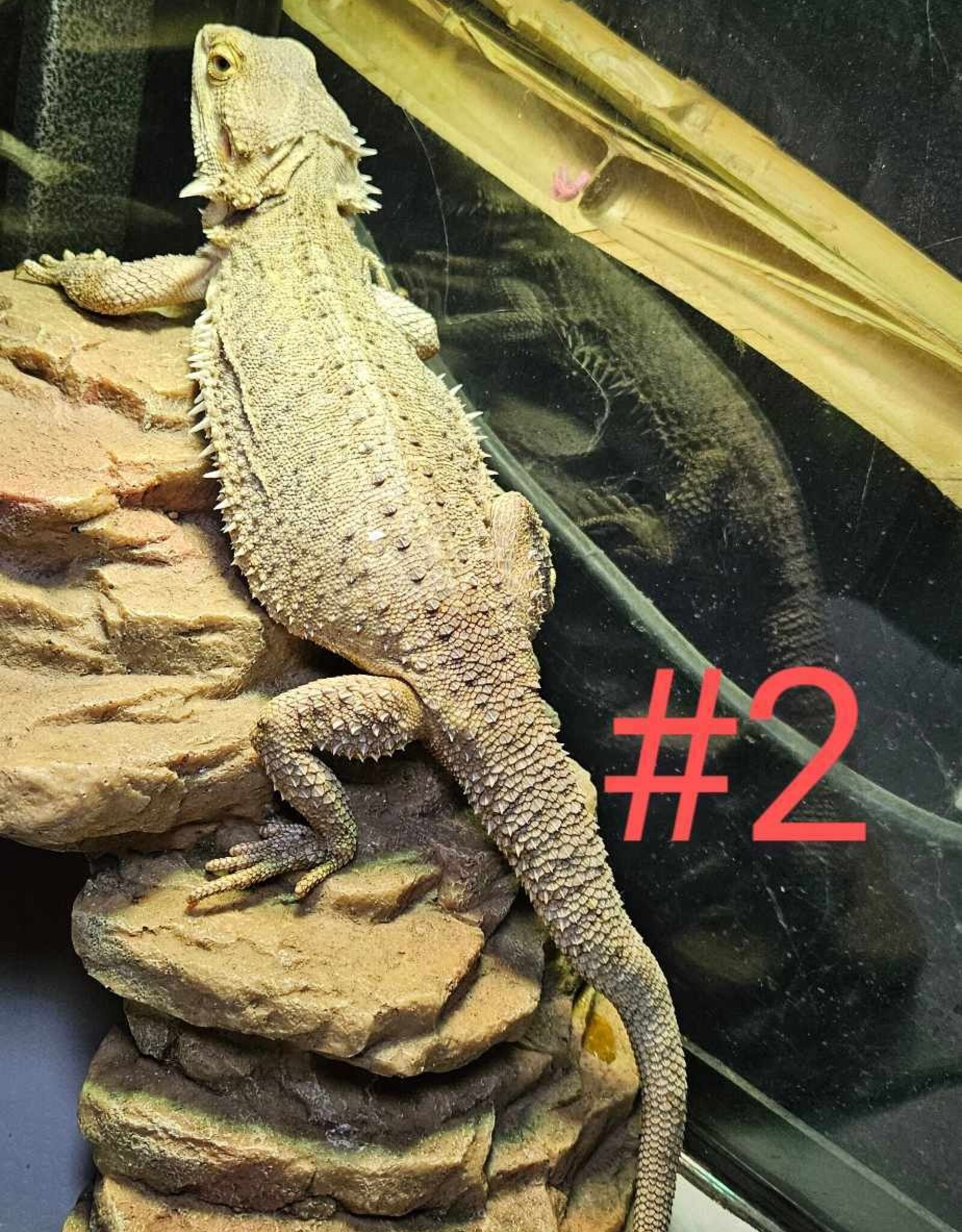 BEARDED DRAGON- KERIMIE- MALE- 5-02-25- ADOPTION- ***  ADOPTIONS HAPPEN IN PERSON, NOT ONLINE