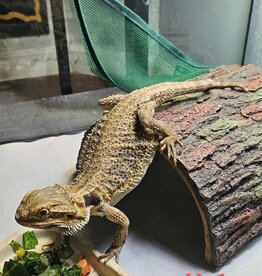 BEARDED DRAGON-MRS. PIGGY- FEMALE- 5-02-25- ADOPTION- ***  ADOPTIONS HAPPEN IN PERSON, NOT ONLINE