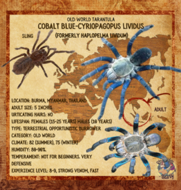 TARANTULA - COBALT BLUE-Cyriopagopus lividus- 4 INCH- CB- 5-01-25