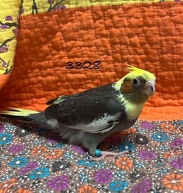 RAFL 3328/ HATCH  3-22-25- COCKATIEL- PEARL