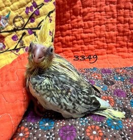 RAFL 3349 / HATCH  3-25-25- COCKATIEL- CINNAMON PEARL PIED