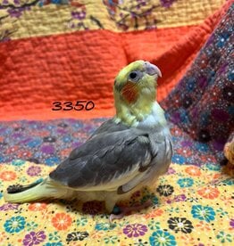 RAFL 3350 / HATCH  3-20-25- COCKATIEL- CINNAMON PIED