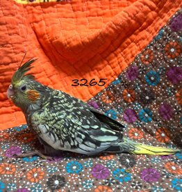 RAFL 3265 / HATCH  3-20-25- COCKATIEL- PEARL