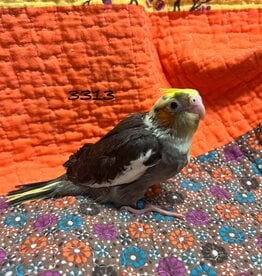 RAFL 3313 / HATCH  3-22-25- COCKATIEL- PIED