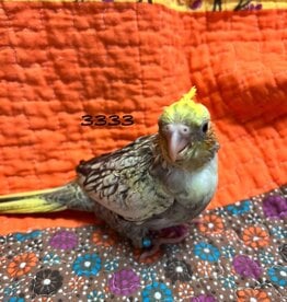 RAFL 3333 / HATCH  3-20-25- COCKATIEL- PEARL PIED