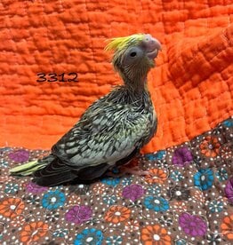 RAFL 3312 / HATCH  3-28-25- COCKATIEL- PEARL PIED