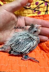 RAFL 3354 / HATCH  4-01-25- COCKATIEL- WHITEFACE PEARL