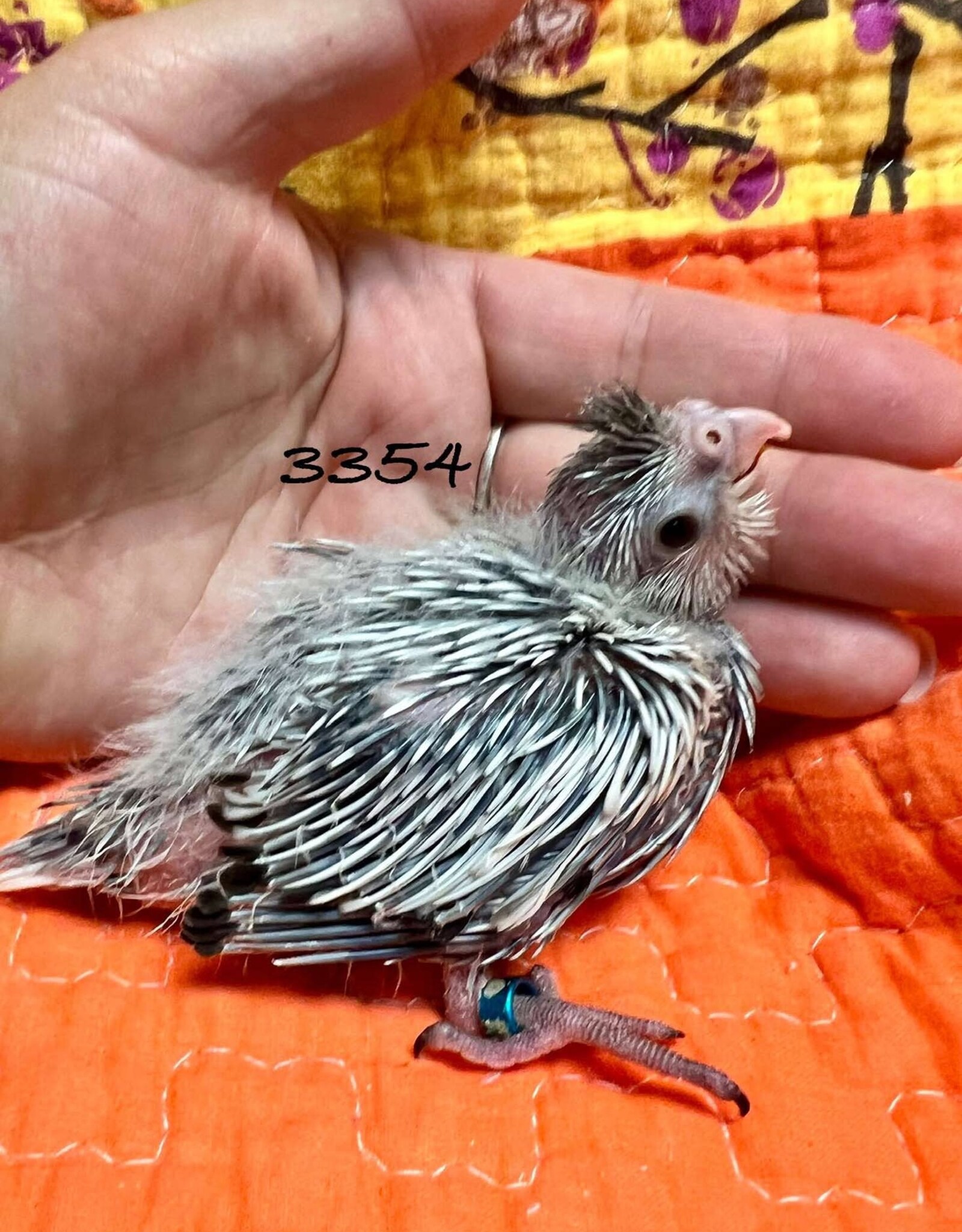 RAFL 3354 / HATCH  4-01-25- COCKATIEL- WHITEFACE PEARL