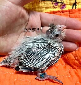 RAFL 3354 / HATCH  4-01-25- COCKATIEL- WHITEFACE PEARL