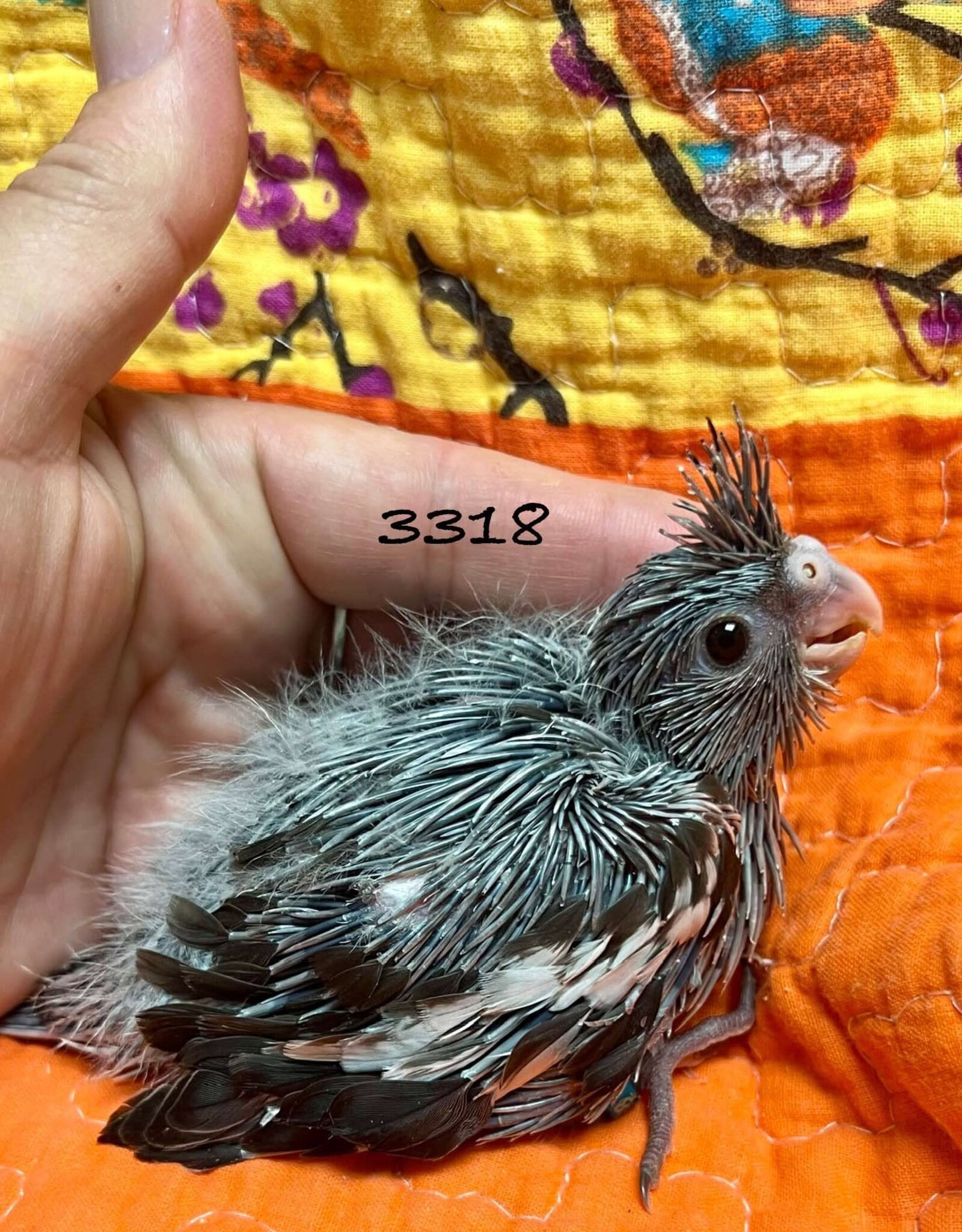 RAFL 3318 / HATCH  4-01-25- COCKATIEL- WHITEFACE (PIED TICKING)