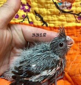 RAFL 3318 / HATCH  4-01-25- COCKATIEL- WHITEFACE (PIED TICKING)