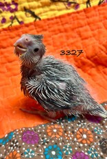 RAFL 3327 / HATCH  4-05-25- COCKATIEL- CINNAMON WHITEFACE PEARL