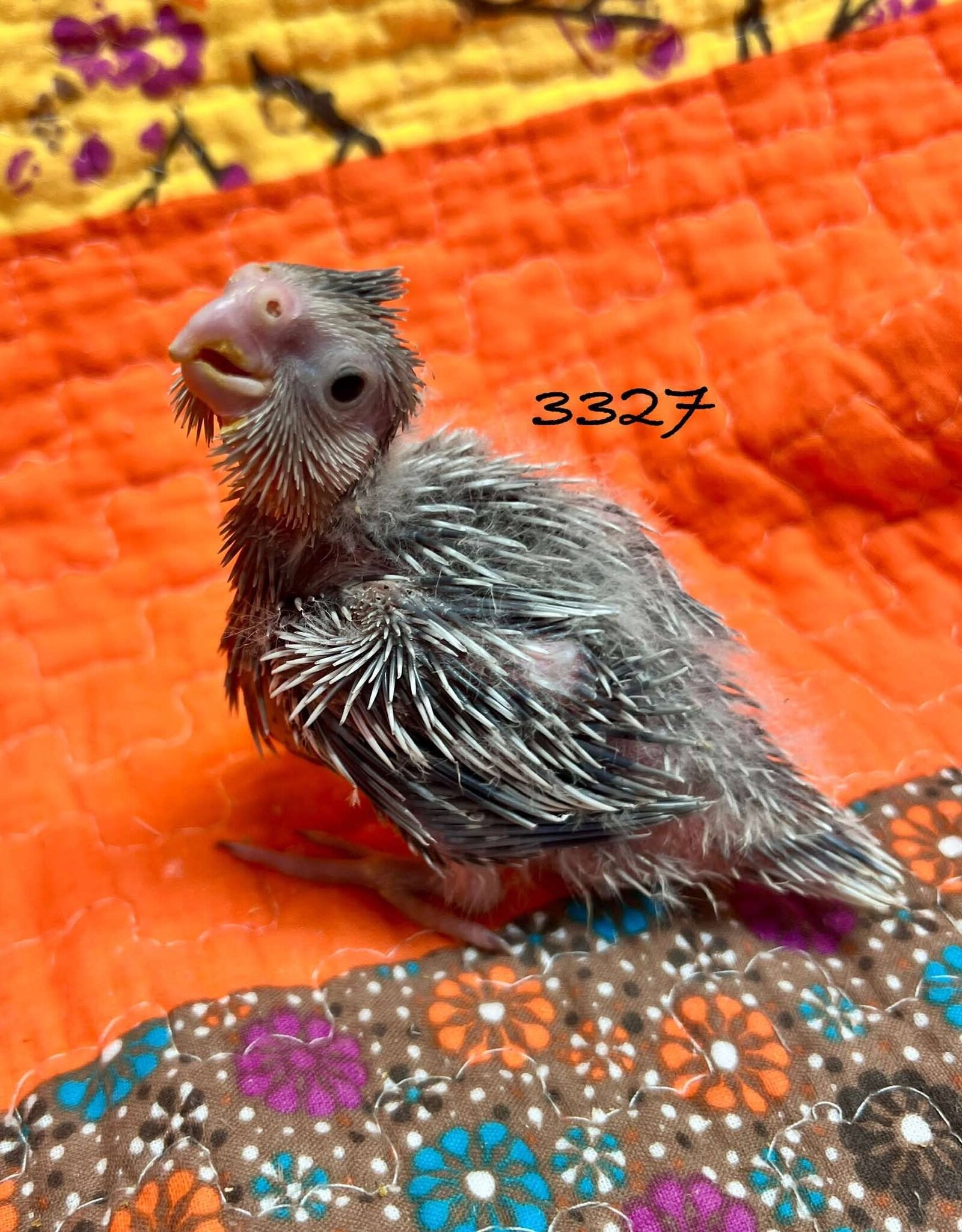 RAFL 3327 / HATCH  4-05-25- COCKATIEL- CINNAMON WHITEFACE PEARL