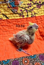 RAFL 3346 / HATCH  4-06-25- COCKATIEL- LUTINO
