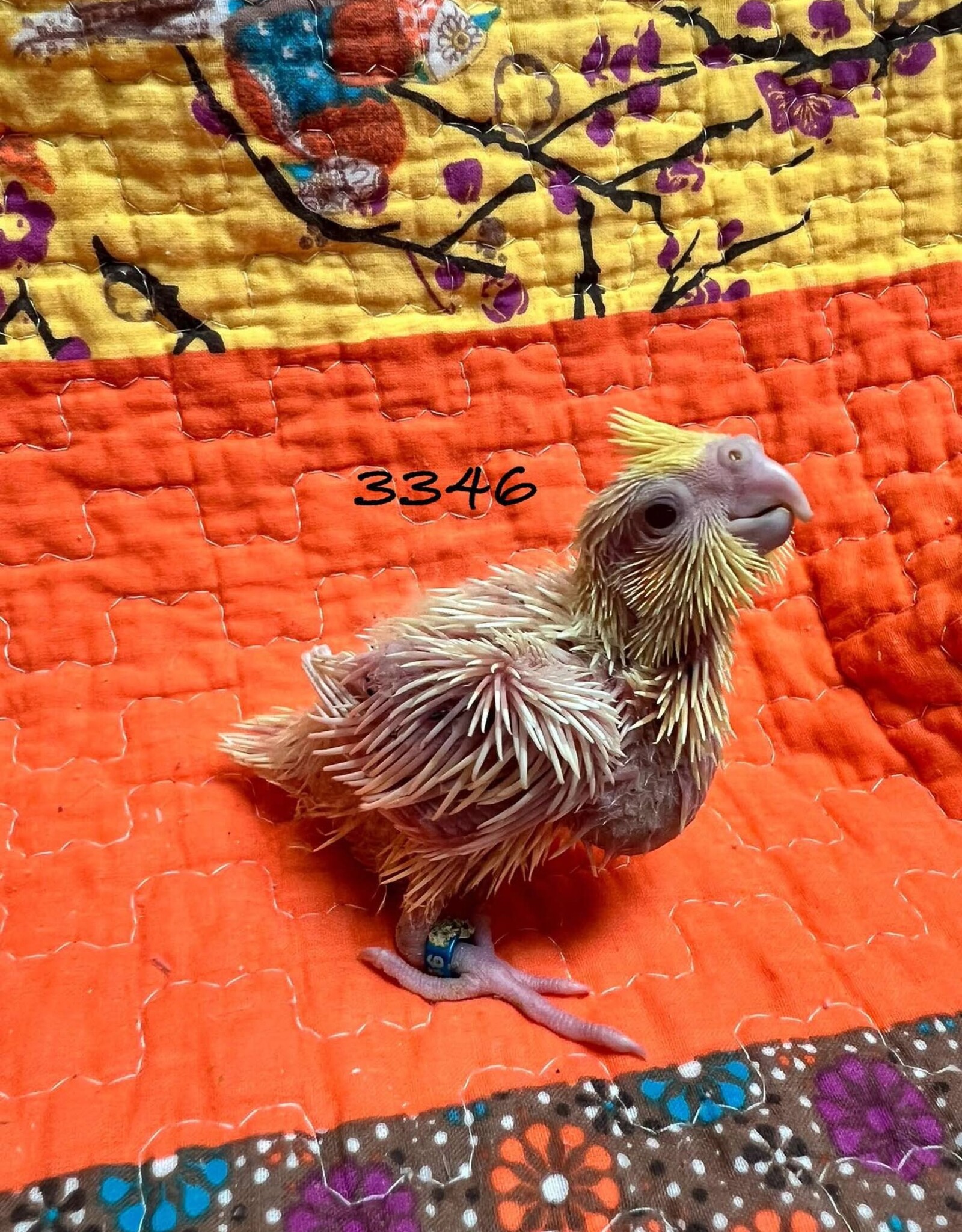 RAFL 3346 / HATCH  4-06-25- COCKATIEL- LUTINO