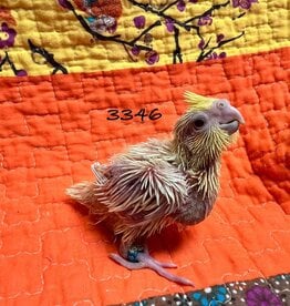 RAFL 3346 / HATCH  4-06-25- COCKATIEL- LUTINO