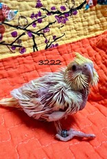 RAFL 3222 / HATCH  4-05-25- COCKATIEL- LUTINO