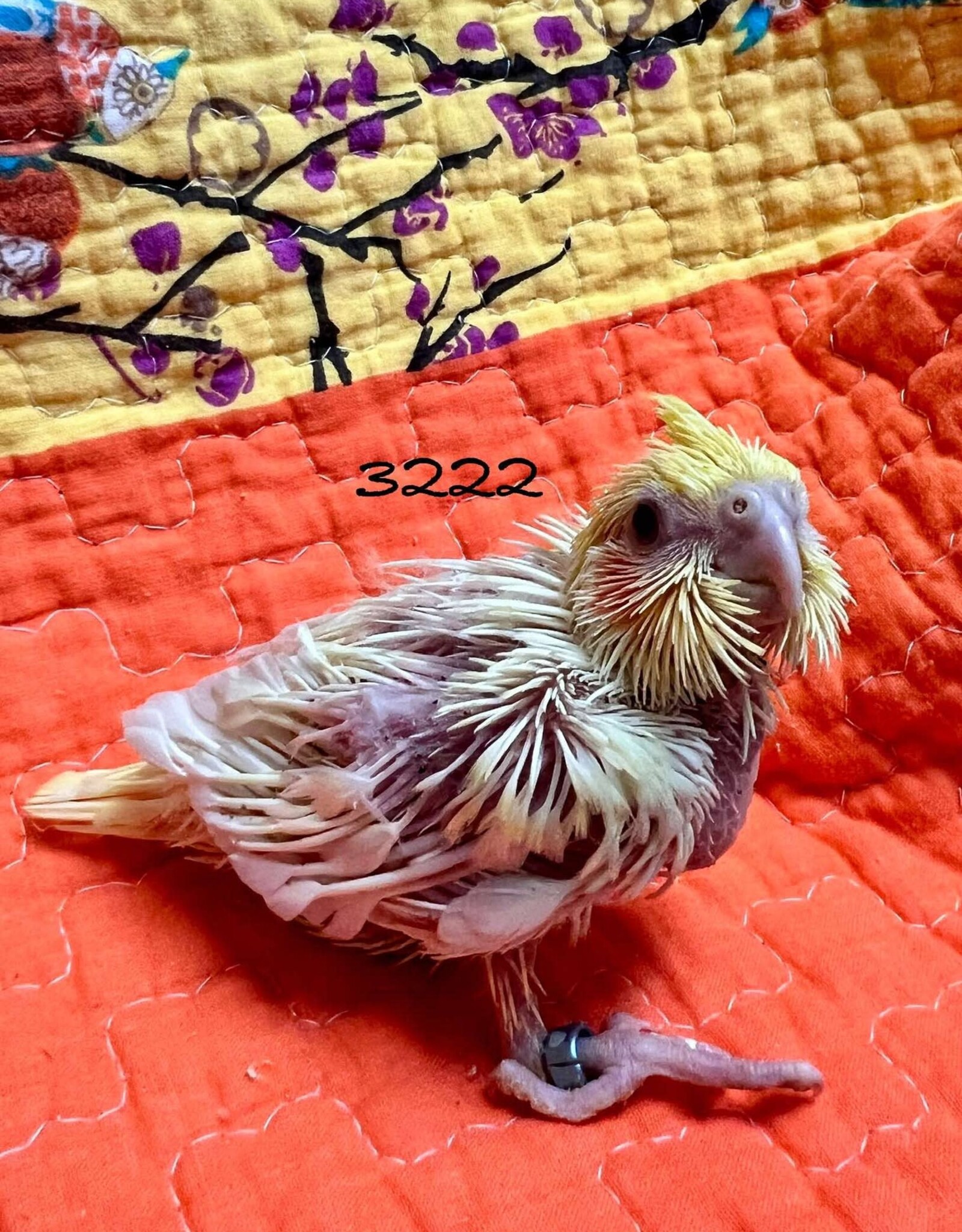 RAFL 3222 / HATCH  4-05-25- COCKATIEL- LUTINO