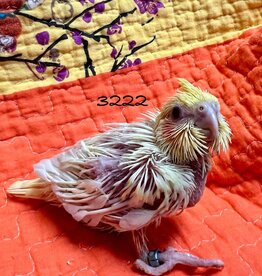 RAFL 3222 / HATCH  4-05-25- COCKATIEL- LUTINO