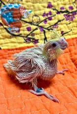 RAFL 3321 / HATCH  4-06-25- COCKATIEL- LUTINO