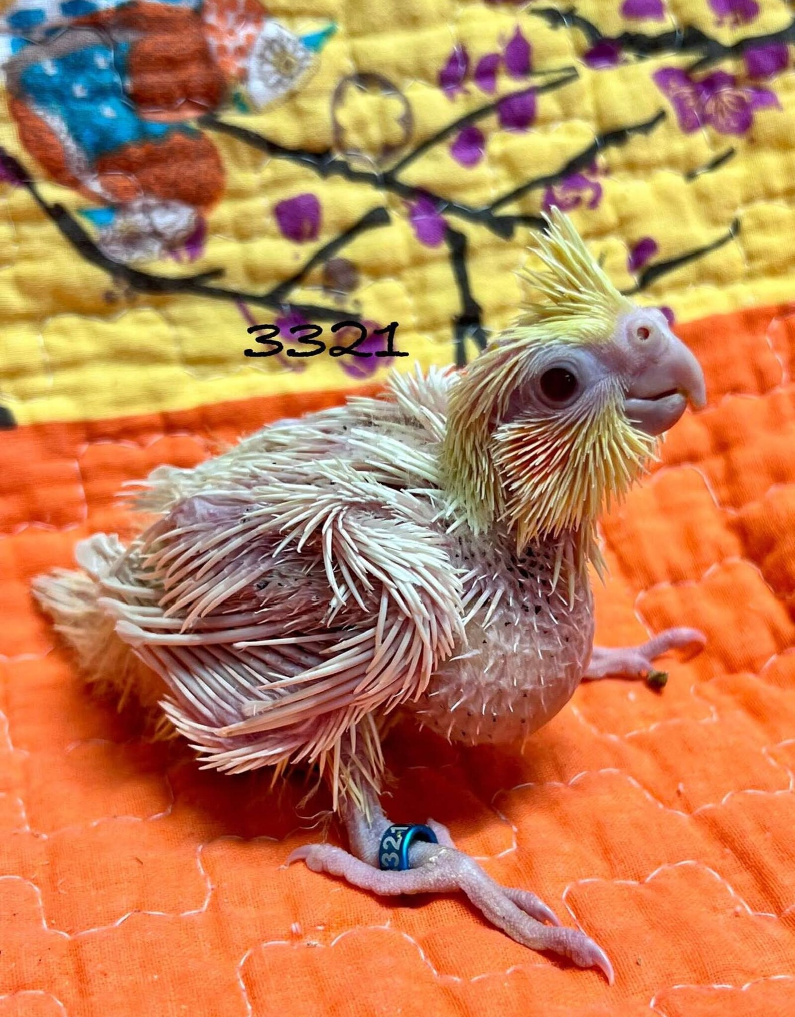RAFL 3321 / HATCH  4-06-25- COCKATIEL- LUTINO