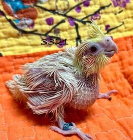 RAFL 3321 / HATCH  4-06-25- COCKATIEL- LUTINO
