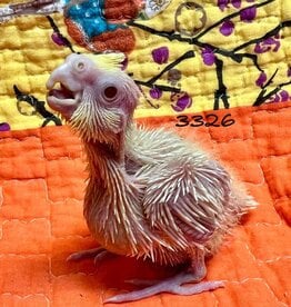 RAFL 3326 / HATCH  4-07-25- COCKATIEL- LUTINO