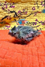 RAFL 3353 / HATCH  4-05-25- COCKATIEL- PEARL