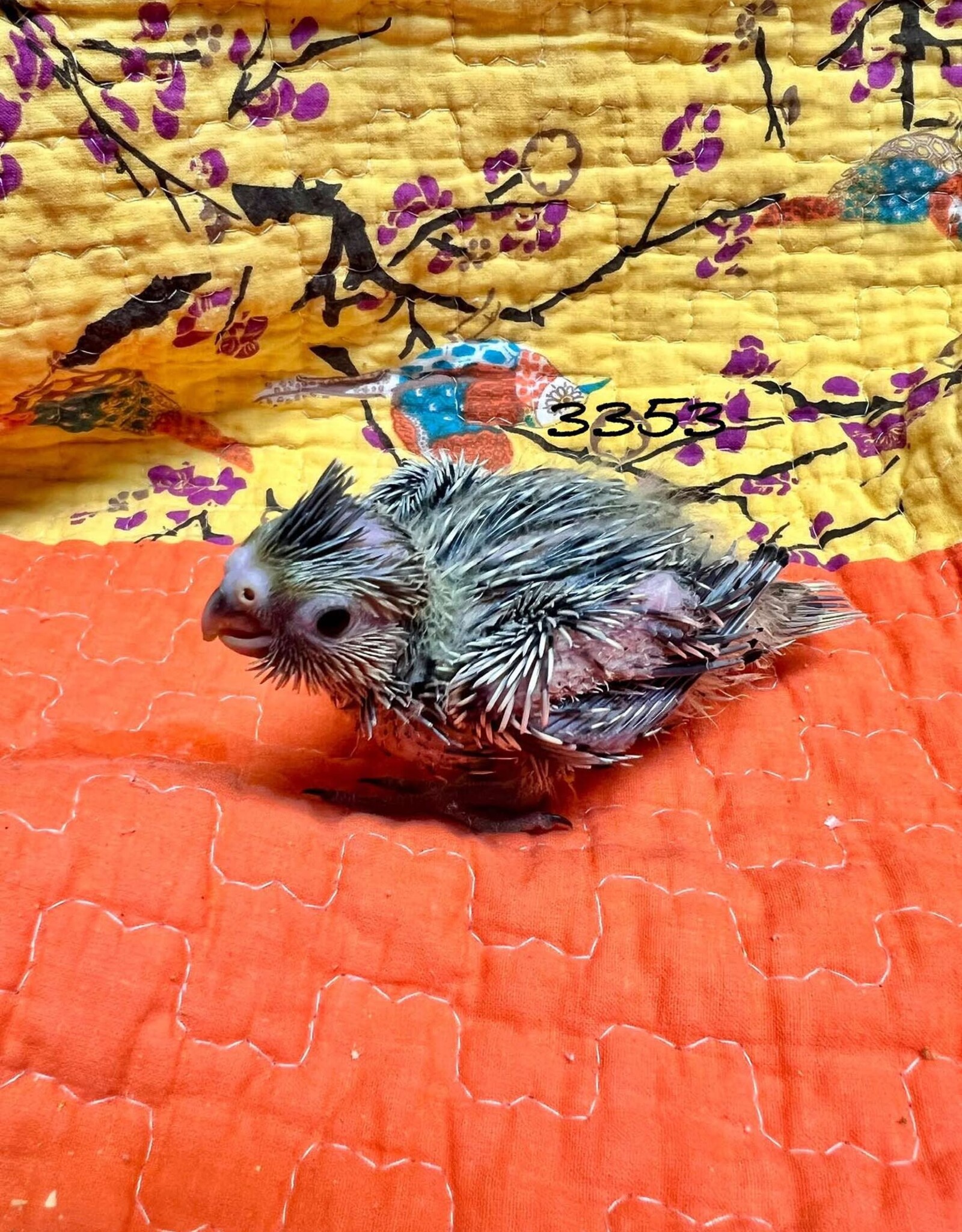 RAFL 3353 / HATCH  4-05-25- COCKATIEL- PEARL