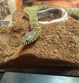 SNAKE- BROOKS KINGSNAKE- Lampropeltis getula brooksi- 4 FEET- CB 5-08-25 *MALE /40 GALLON BIOACTIVE TANK