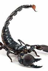 Emperor Scorpion #1- Pandinus imperator- 5-14-25