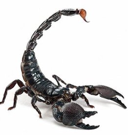 Emperor Scorpion #1- Pandinus imperator- 5-14-25