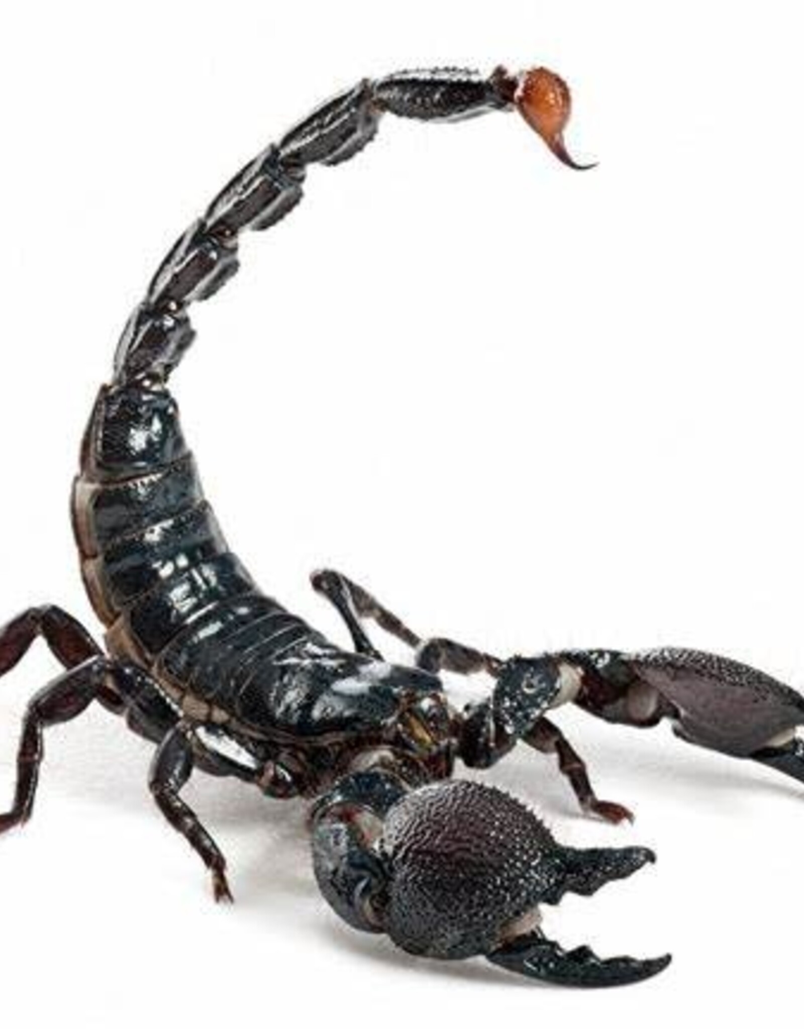 Emperor Scorpion #2- Pandinus imperator- 5-14-25