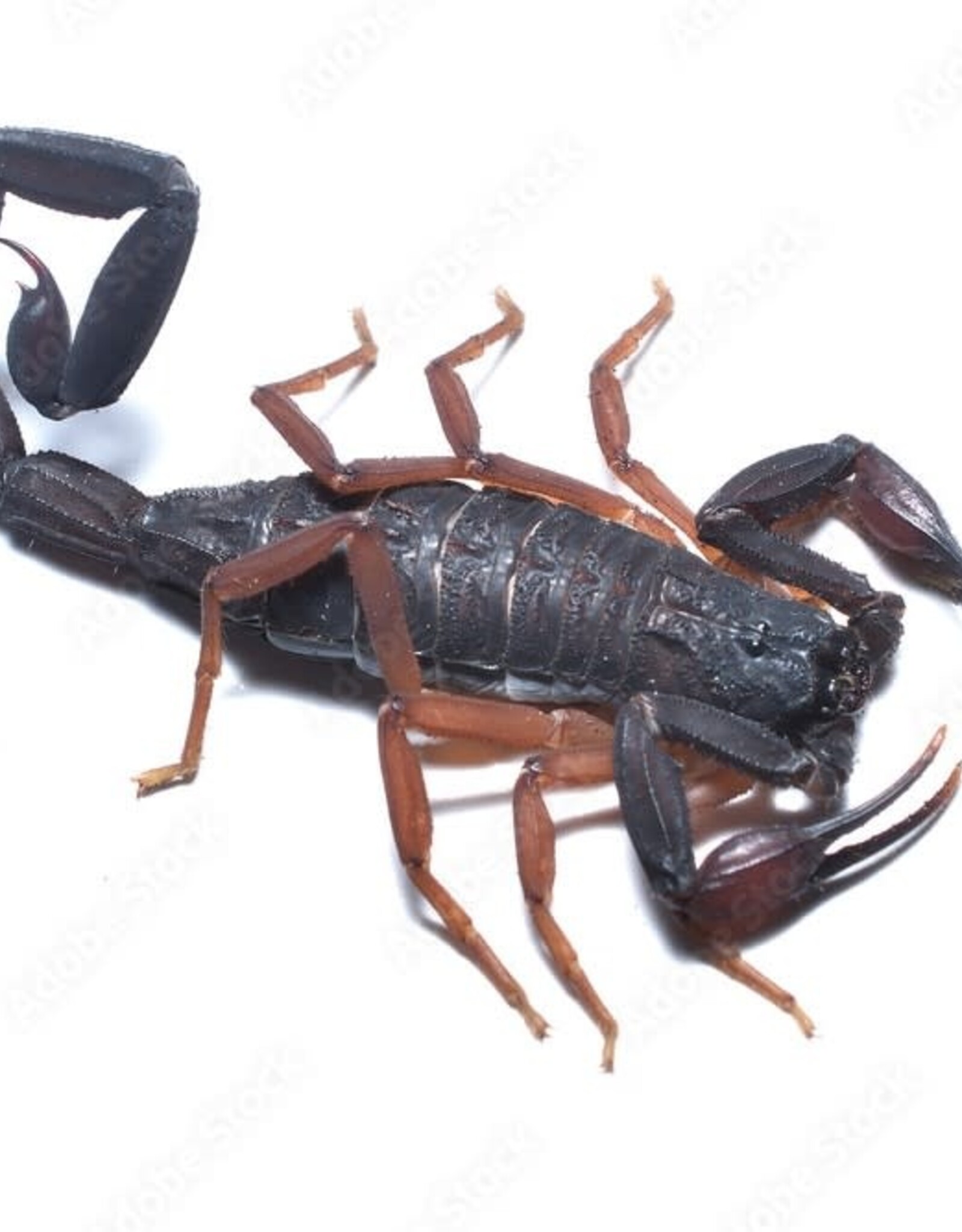 SCORPION- FLORIDA BARK #1- Centruroides gracilis- 2 INCH- 5-14-25