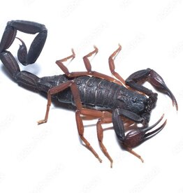 SCORPION- FLORIDA BARK #1- Centruroides gracilis- 2 INCH- 5-14-25