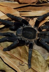 THAILAND BLACK TARANTULA- Cyriopagopus minax- 1 INCH CB 5-14-25