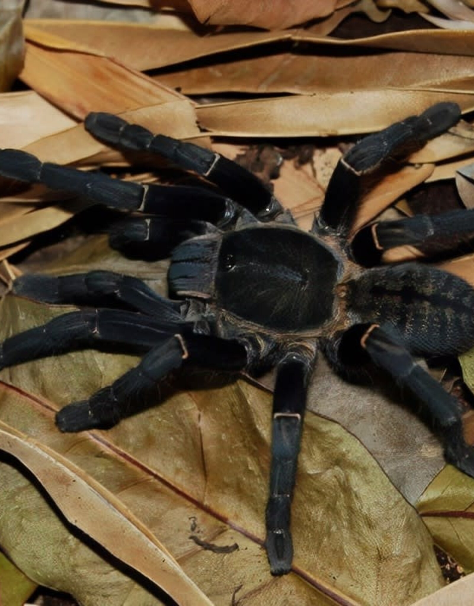 THAILAND BLACK TARANTULA- Cyriopagopus minax- 1 INCH CB 5-14-25