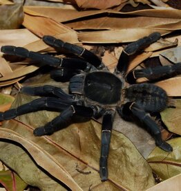 THAILAND BLACK TARANTULA- Cyriopagopus minax- 1 INCH CB 5-14-25