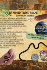BRAHMINY BLIND SNAKE #1- Typhlopidae 5-6 INCHES- 5-14-25  *COMES WITH BIOACTIVE ENCLOSURE-WORMS, SPRINTAILS, DWARF WHITE ISOPODS, PLANT