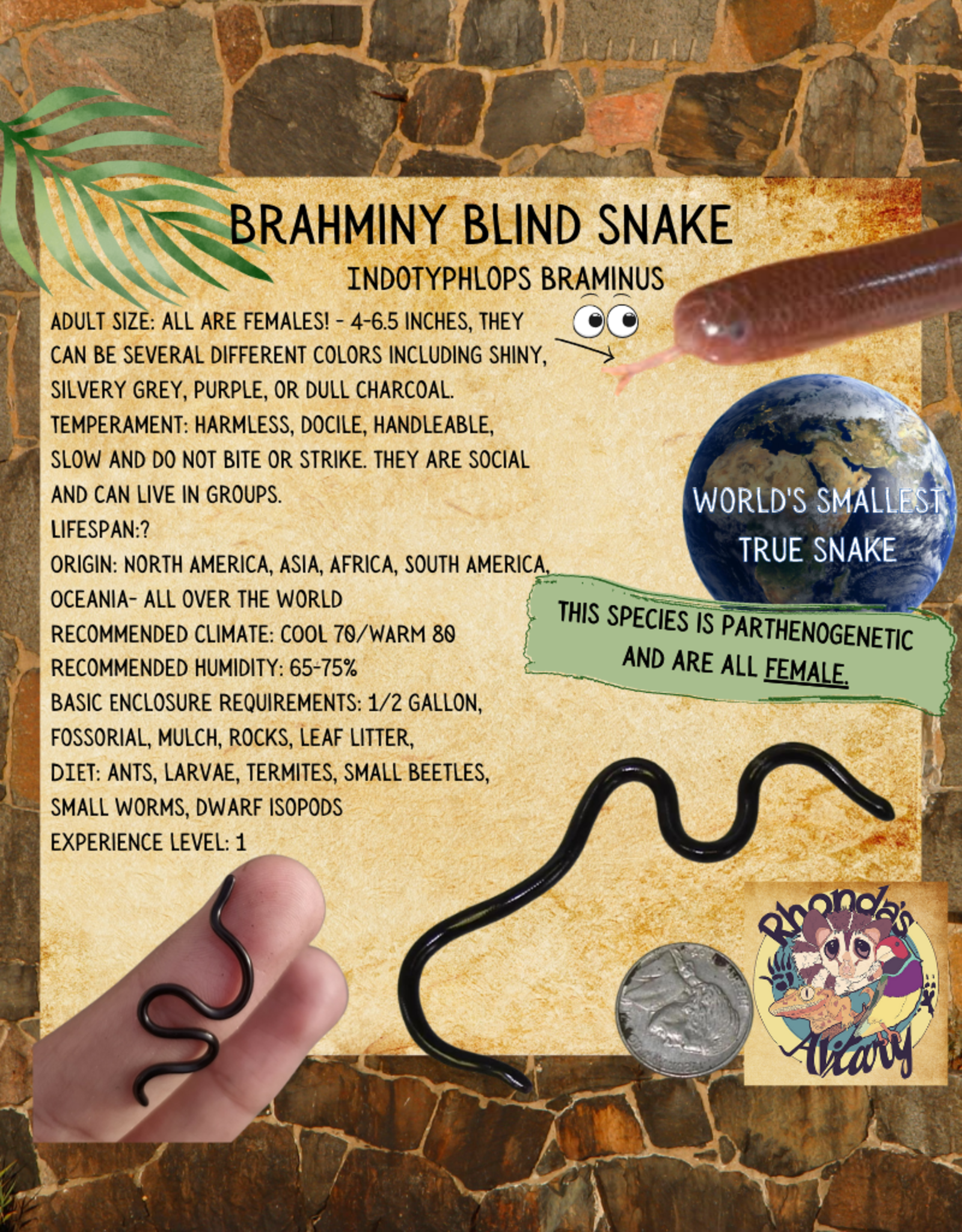 BRAHMINY BLIND SNAKE #1- Typhlopidae 5-6 INCHES- 5-14-25  *COMES WITH BIOACTIVE ENCLOSURE-WORMS, SPRINTAILS, DWARF WHITE ISOPODS, PLANT