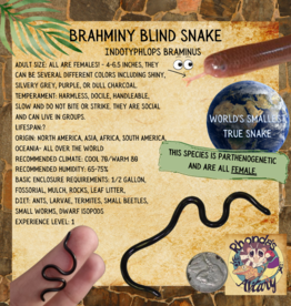 BRAHMINY BLIND SNAKE #1- Typhlopidae 5-6 INCHES- 5-14-25  *COMES WITH BIOACTIVE ENCLOSURE-WORMS, SPRINTAILS, DWARF WHITE ISOPODS, PLANT