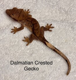 CRESTED GECKO #1-DALMATION- Rhacodactylus ciliatus  2.5 inch 5-13-25