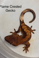 CRESTED GECKO #2- FLAME- Rhacodactylus ciliatus  2.5 inch 5-13-25