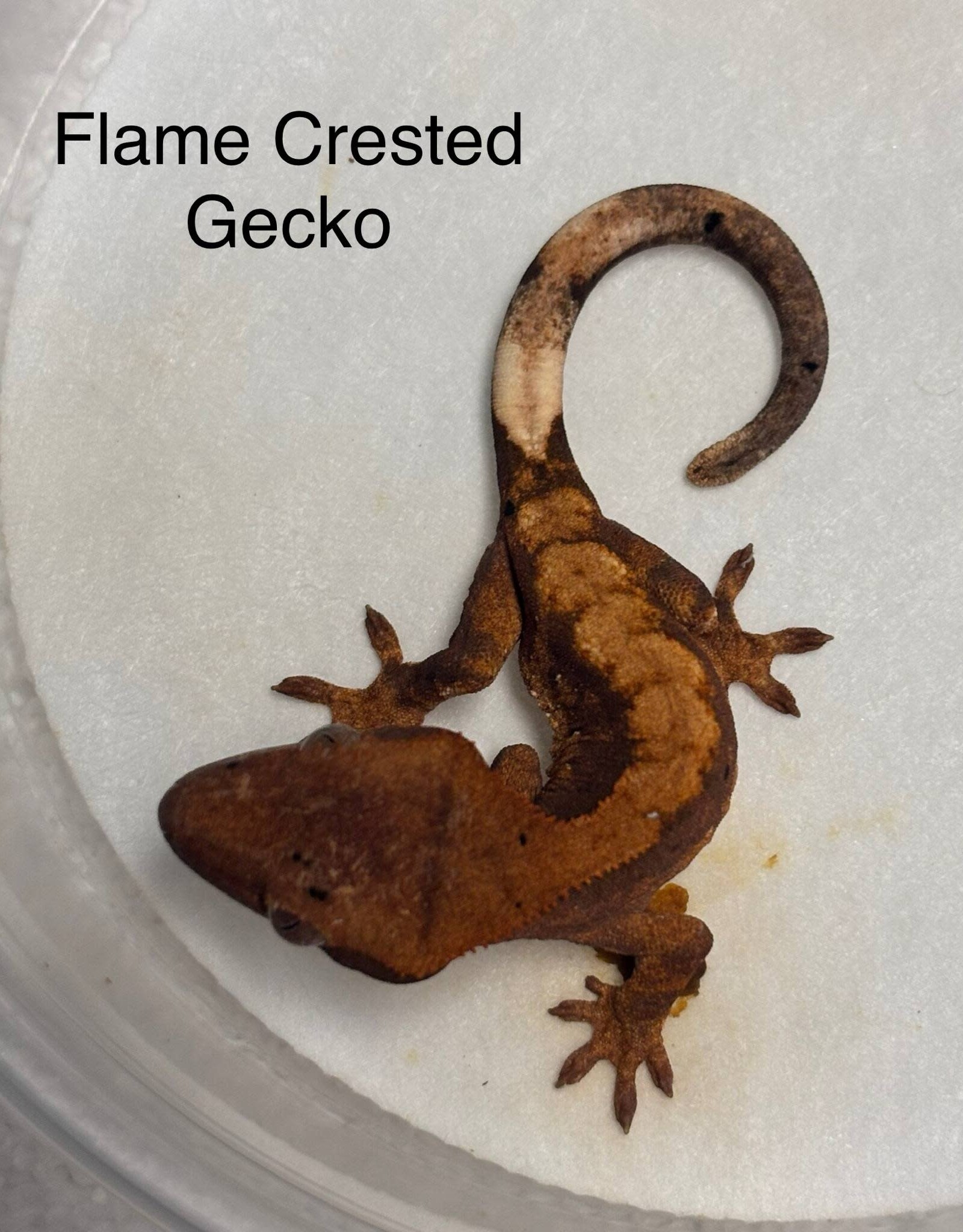CRESTED GECKO #2- FLAME- Rhacodactylus ciliatus  2.5 inch 5-13-25