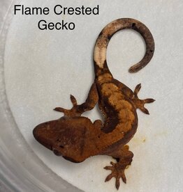 CRESTED GECKO #2- FLAME- Rhacodactylus ciliatus  2.5 inch 5-13-25