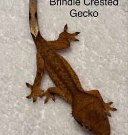 CRESTED GECKO #4- BRINDLE- Rhacodactylus ciliatus  2.5 inch 5-13-25